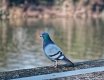 L1004520_DxO-v50-2-c.jpg