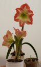 Triffid-1641 PS Adj.jpg Triffid-1641 PS Adj.jpg
