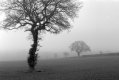 2101BPMXBW01 Foggy trees.jpg