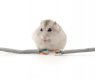 hamster-biting-cable-isolated-on-260nw-1643326546.jpg