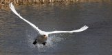 18.Mute Swan (18 of 1).jpg