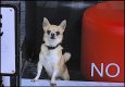 Chihuahua in Window of Sidwell Street hairdressers Exeter GM5 _1050473.JPG Chihuahua in Window of Sidwell Street hairdressers Exeter GM5 _1050473.JPG