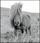 Dartmoor pony OM1 1992 99-21.jpg
