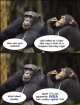 chimps2.jpg