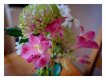 flowers mitsuki lens.jpg