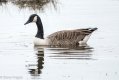 Canada Goose.jpg