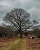 Tree and Pony 2-0528 PS Adj.jpg Tree and Pony 2-0528 PS Adj.jpg