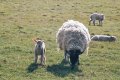 CN1304PMEA  8 sheep and lamb.jpg