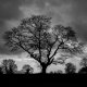 Tree Silhouette B&W-3696 PS Adj.jpg Tree Silhouette B&W-3696 PS Adj.jpg