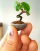 s***o_size_mame_bonsai_1476092928_b874207e.jpg