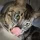 Week 12 - ALIVE & Lickin'.jpg