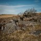 Wistmans Wood Lone Tree-3750 PS Adj.jpg Wistmans Wood Lone Tree-3750 PS Adj.jpg