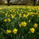 Easter Daffodils.JPG