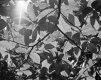 1506AVB3BW28.jpg