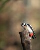 Great Spotted Woodpecker 01-04-21 (1 of 1).jpg