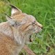 Lynx.jpg