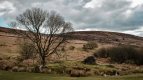 Tree and Ruins 2-3823.jpg Tree and Ruins 2-3823.jpg
