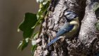19.Forest  Blue Tit (19 of 1).jpg