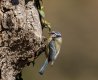 20.Forest  Blue Tit (20 of 1).jpg