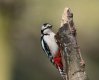 G S Woodpecker (m) 23-04-21 (a) (1 of 1).jpg
