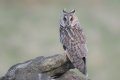 Long-eared owl 1024.jpg