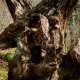 Gnarly Tree Face-1000896.jpg Gnarly Tree Face-1000896.jpg
