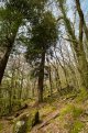 Redwood in Burrator Woods-1000308.jpg