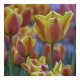 tulips-2.jpg