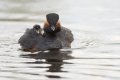 Black-necked grebe with chick 1024.jpg
