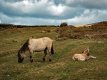 Dartmoor Pony and Foal-4061 PS Adj.jpg