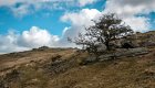 Tree and Arms Tor-3927 PS Adj.jpg Tree and Arms Tor-3927 PS Adj.jpg