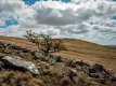 Lone Tree on Arms Tor and Widgery Cross-4047 PS Adj.jpg Lone Tree on Arms Tor and Widgery Cross-4047 PS Adj.jpg