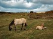 Dartmoor Pony and Foal-4061 PS Adj.jpg Dartmoor Pony and Foal-4061 PS Adj.jpg
