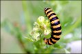 Cinnabar Moth caterpillar on flower in garden 1Ds II 12CL8818.JPG Cinnabar Moth caterpillar on flower in garden 1Ds II 12CL8818.JPG