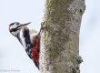 N Great Spotted Woodpecker.jpg