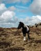 Yar Tor 03 Pony Portrait-4088 PS Adj.jpg Yar Tor 03 Pony Portrait-4088 PS Adj.jpg