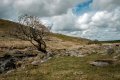 Lone Tree and Sourton Tor-4208 PS Adj.jpg Lone Tree and Sourton Tor-4208 PS Adj.jpg