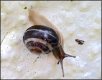 Small snail on garden wall G9 P1013343.JPG