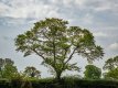 Tree Silhouette-1000713 PS Adj.jpg