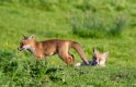 A Fox Cubs 1.jpg