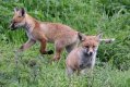 A Fox Cubs 2.jpg