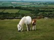 Sourton Pony and Foal-4290 PS Adj.jpg Sourton Pony and Foal-4290 PS Adj.jpg
