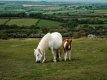 Sourton Pony and Foal-4290 PS Adj.jpg