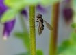 gardenfly.jpg