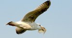 Gull flying with bread in beak 5D IMG_2836.JPG