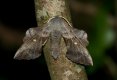 poplarhawkmoth130621.jpg