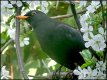 Blackbird maximum zoom Sony HX90 DSC00169.JPG Blackbird maximum zoom Sony HX90 DSC00169.JPG