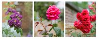 rose_tryptich.jpg