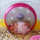 Sleeping Hamster.jpg
