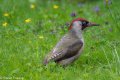 H Juvenile Green Woodpecker.jpg
